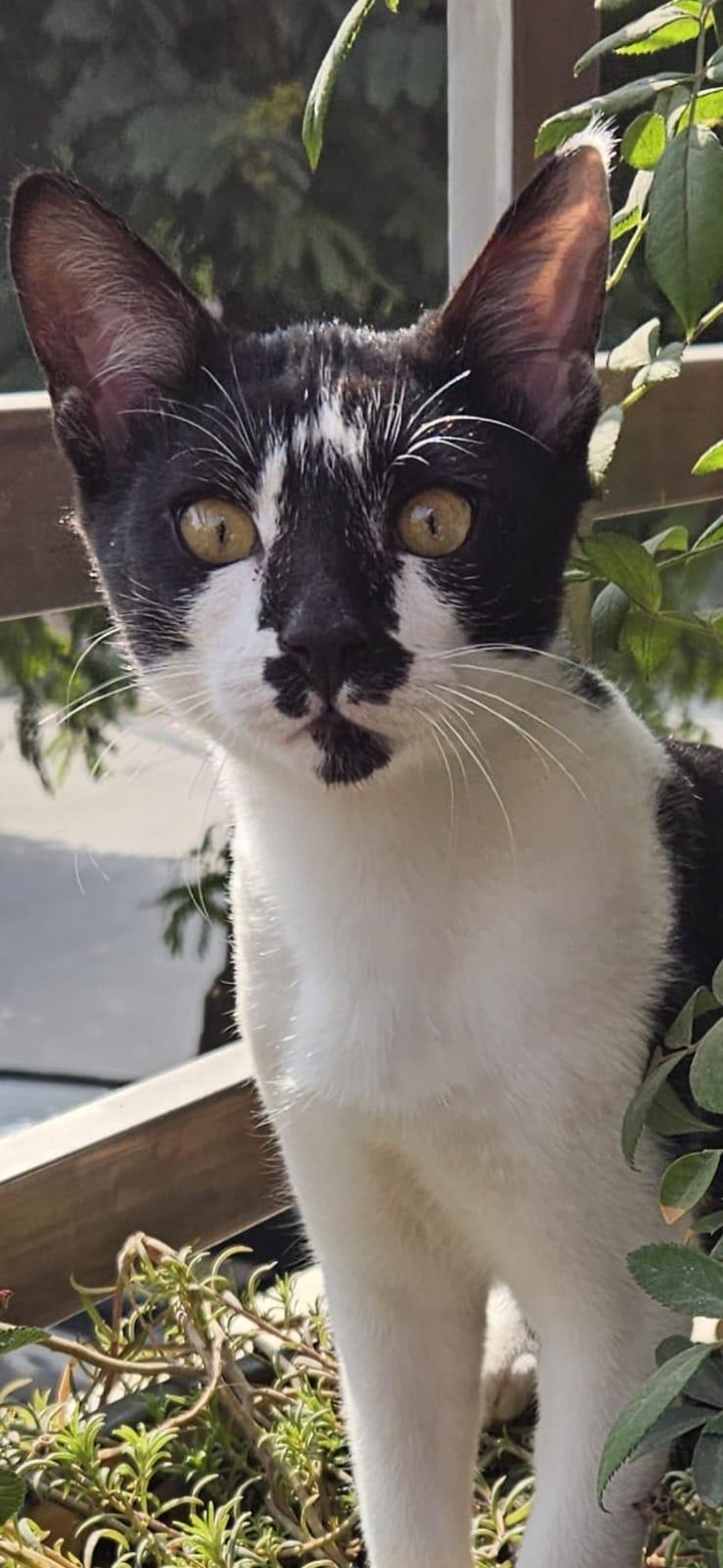 Custom Cat Face Rug – Handmade Tufted Pet Portrait Carpet